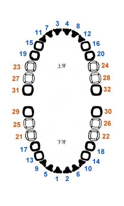 牙齒排列數字